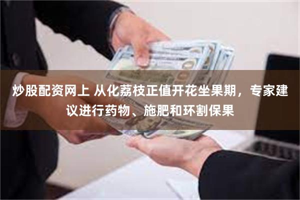 炒股配资网上 从化荔枝正值开花坐果期，专家建议进行药物、施肥和环割保果